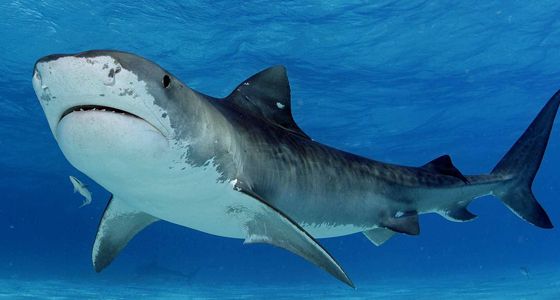 tiger shark grand bahama diving
